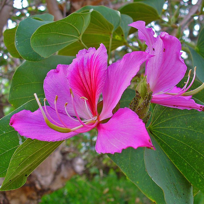 Баухиния орхидейное дерево фото и описание