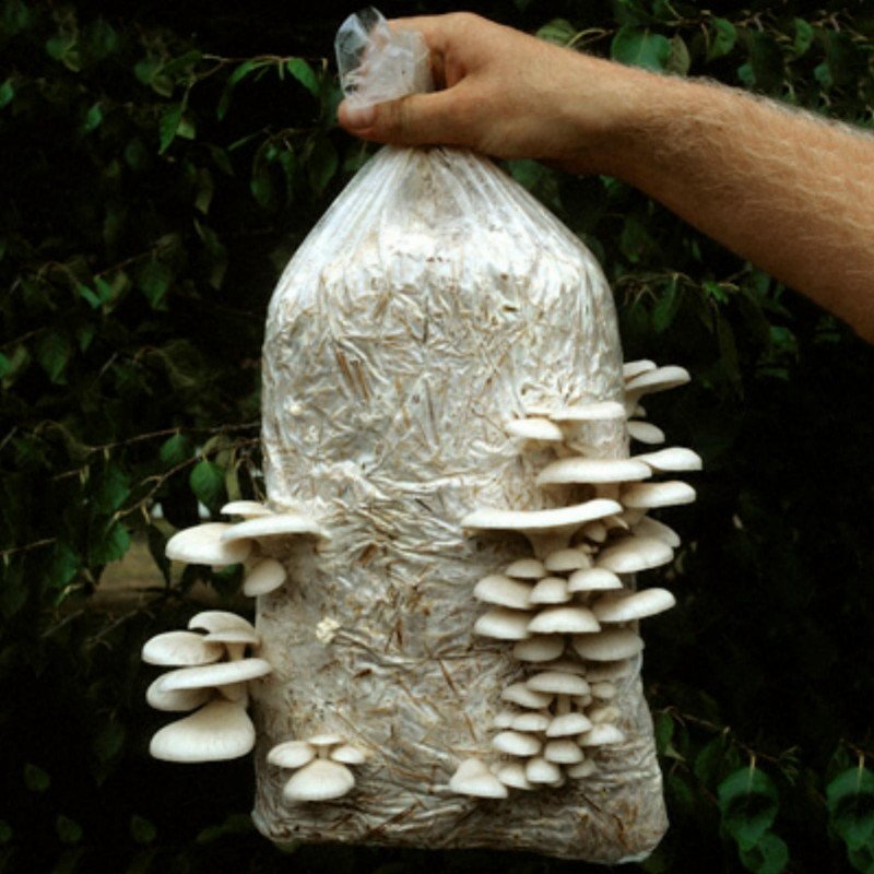 White Oyster Mushroom Mycelium Spores Seeds (Pleurotus...